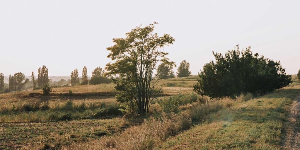 Land