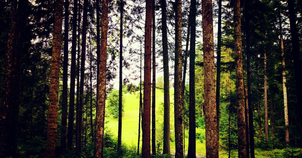 forest mowing in dense tree area