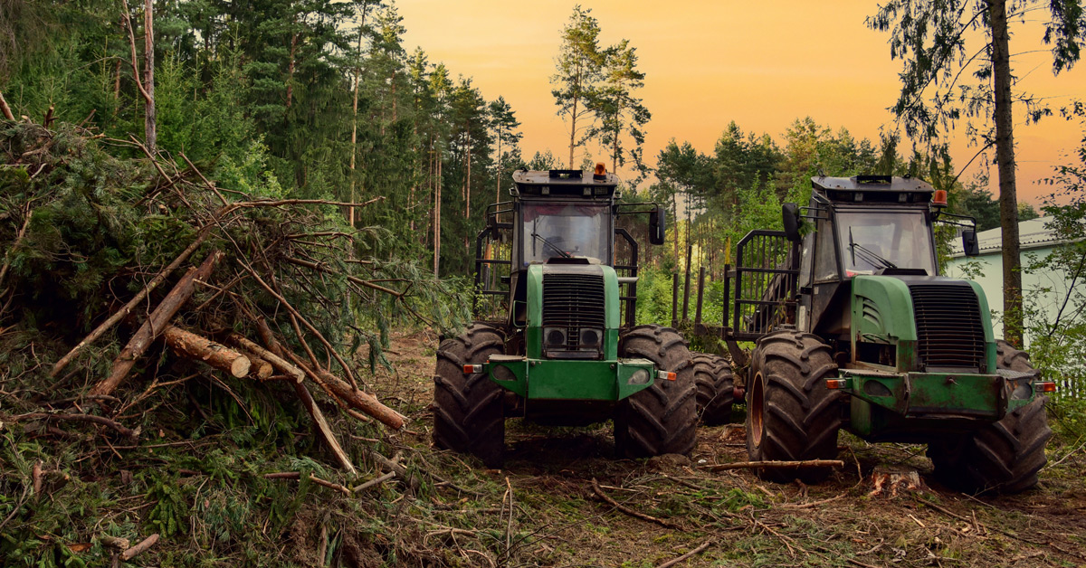 Machinery Clearing Trees With Forestry Brush Cutter