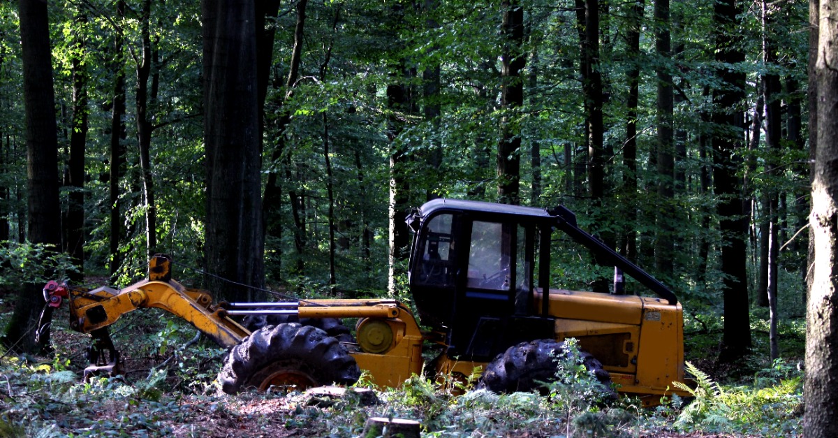Skid Steer Forestry Mulcher for Sale Clearing Forest Land